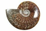 Polished Ammonite (Cleoniceras) Fossil - Madagascar #339112-1